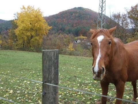 Appartamento Haus Pfaffenfels Schönau Esterno foto